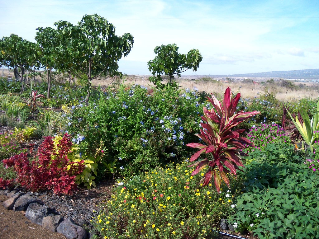 community garden