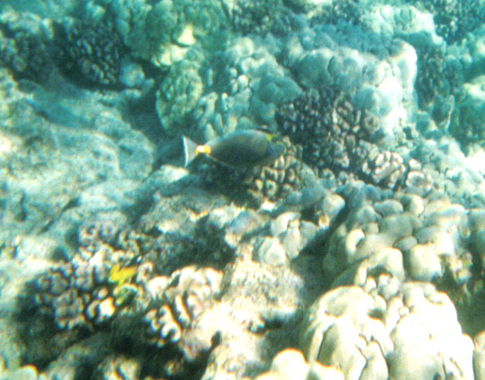 naso tang