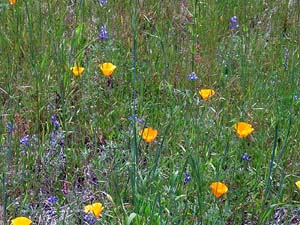 wildflowers