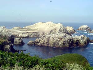 bird island