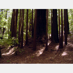 tree circle