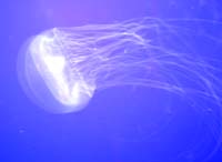 jellyfish