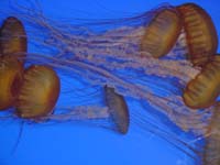 jellyfish
