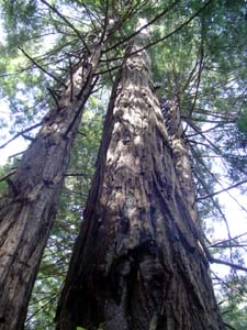 big trees