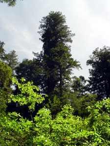 mother tree