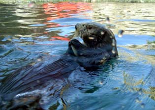 otter