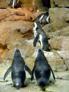 penguins