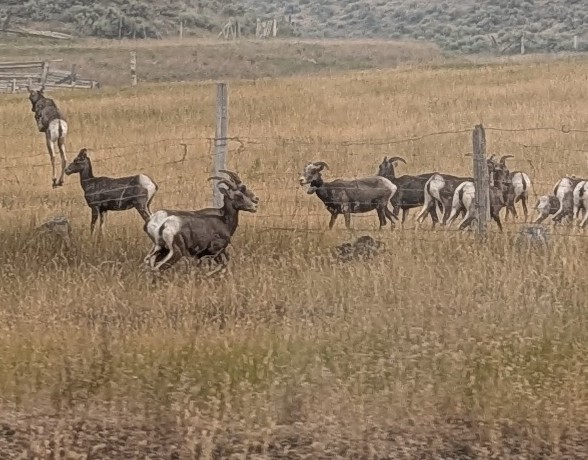 Big horn sheep