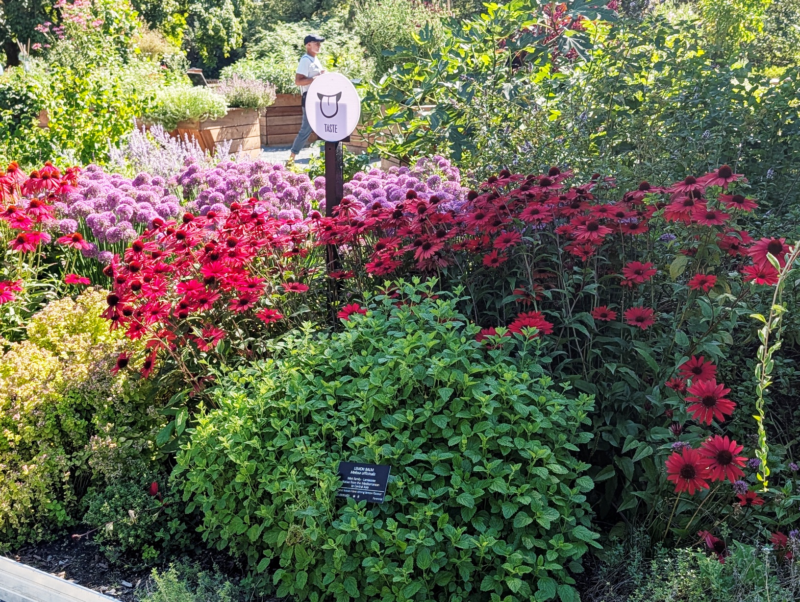sensory garden - taste