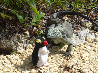 Mr P and iguana