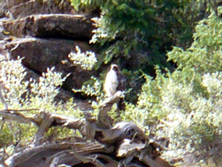 Ferruginous Hawk