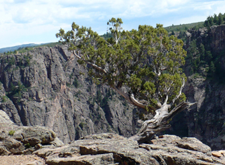 God's Bonsai