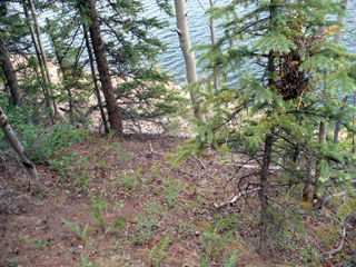 Weminuche trail