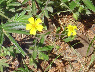 cinquefoil
