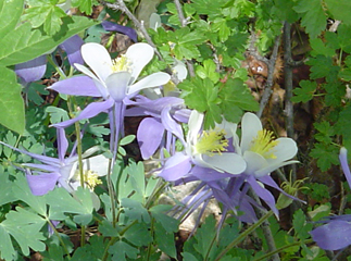 Colorado columbine