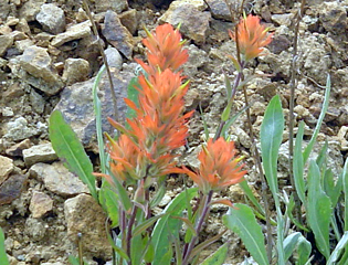 indian paintbrush