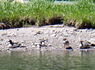 merganser ducks