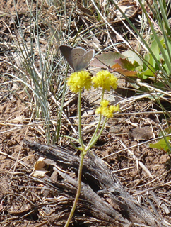 moth on yellow flowers