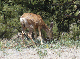 mule deer