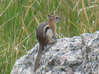 chipmunk