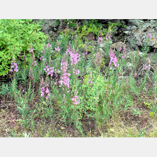 wildflowers along trail