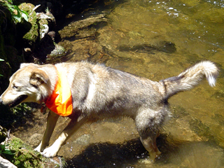 rock hound