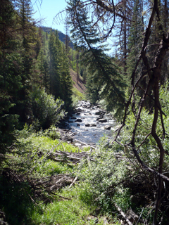 Creek through trees