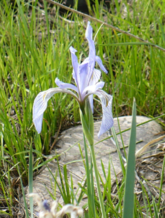 wild iris