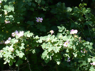 wild rose