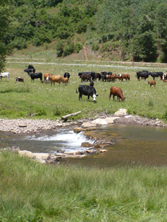 Delores River crossing