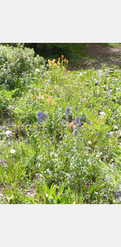 Alta flowers
