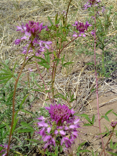 Rocky Mountain beeplant