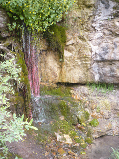 Drinking Cup Springs