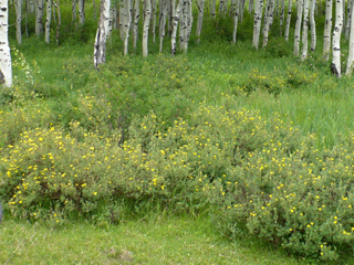 flowers and aspen