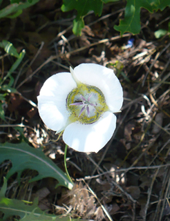 mariposa lily