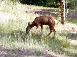 Ouray muledeer
