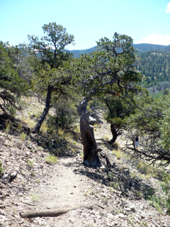 along Ramp Trail
