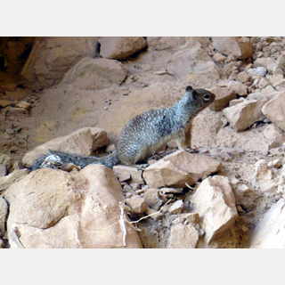 rock squirrel