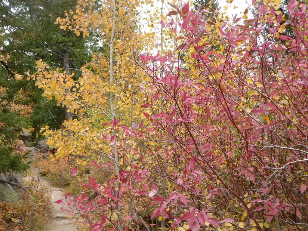 along Fern Lake Trail