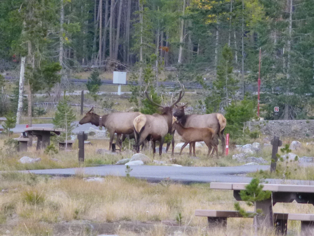 elk family