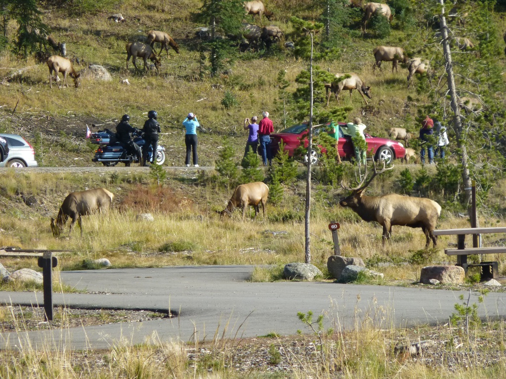 elk herd