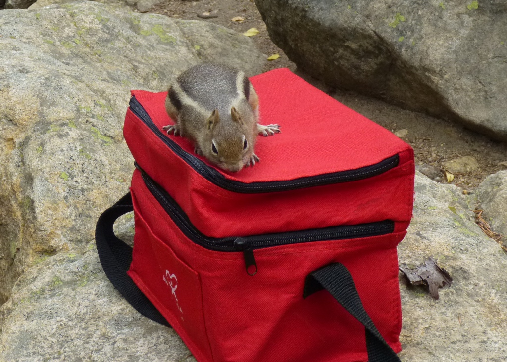 ground squirrel