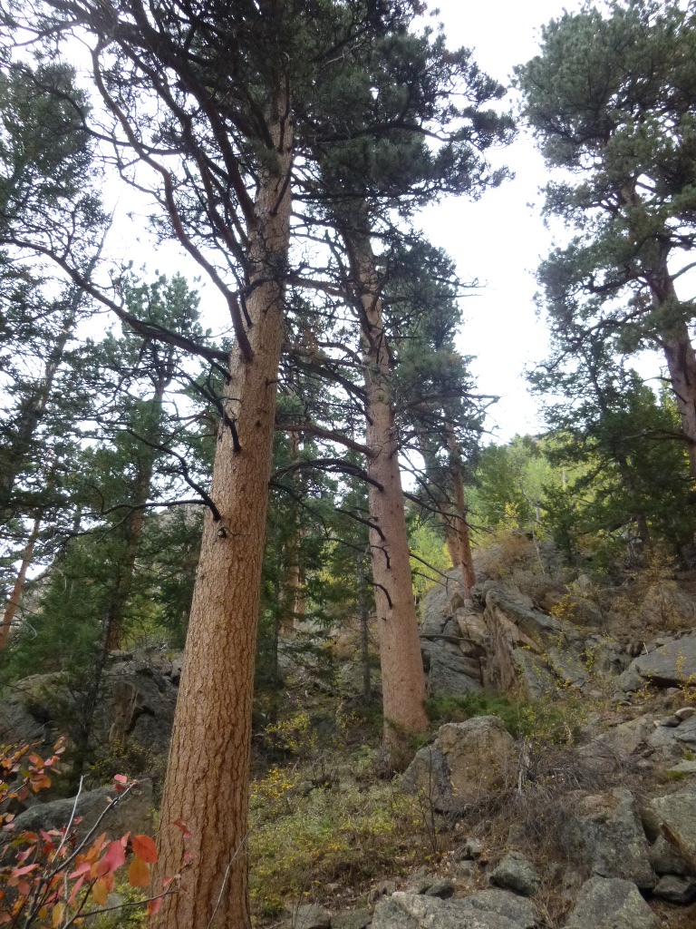 ponderosa pines
