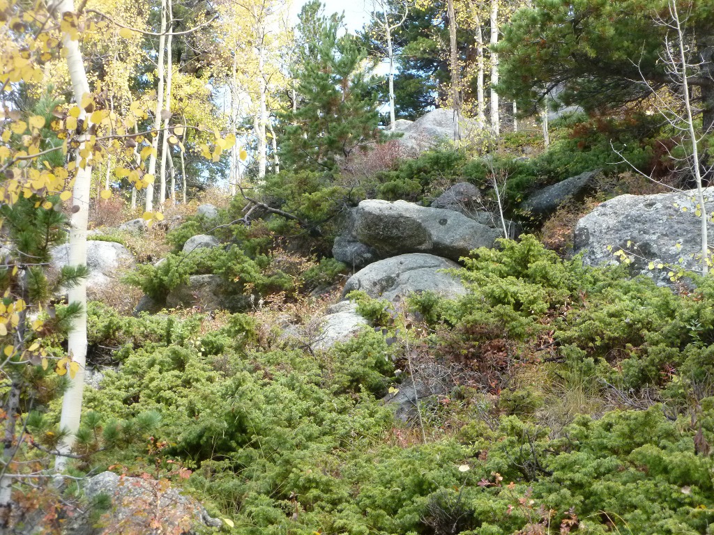 more along raccoon trail