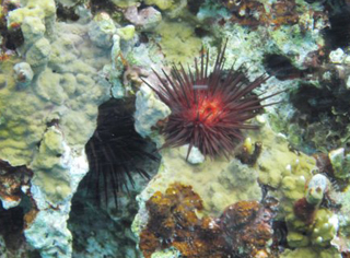 coral and urchins