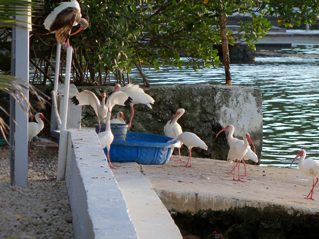 ibis watering hole