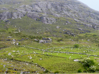 fields