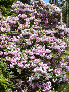 rhodendrons