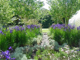 Iris garden