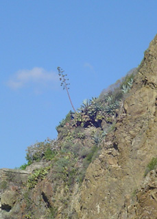 agave plant